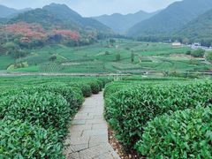 -龙坞茶村