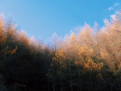 -卧龙自然保护区