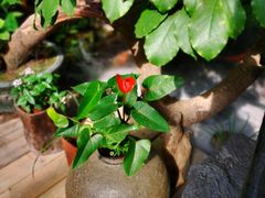 -The Flowers Coffee(南山店)