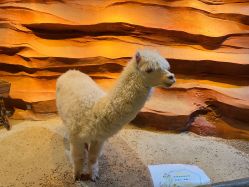 -酷嗒动物文化乐园(cutezoo西溪乐天城店)