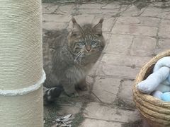 -青藏高原野生动物园
