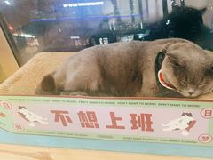 -猫在这儿猫咪咖啡馆·撸猫馆