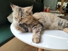 -安格丽娜·狗咖·猫咖羊驼咖(春熙路百盛商场店)