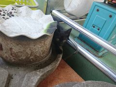 -荔枝红五号农庄