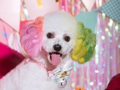 -超宠爱宠物摄影-Super pet
