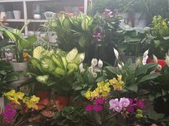 -秦美花卉(天朗·莱茵小城2期店)