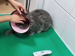 -芭比堂宠物医院·全科爱猫医院·仁德分院