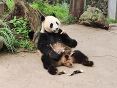 -都江堰中华大熊猫苑