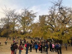 -千年银杏谷文化旅游区