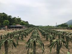 -开平碉楼文化旅游区马降龙景区