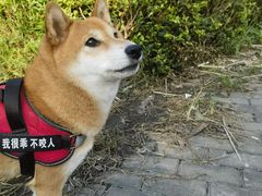 -小陆莲花蟹园农家乐(莲花岛店)