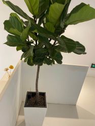 -I+造型烫发染发
