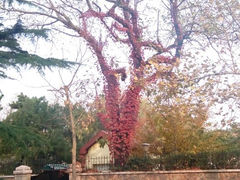 android_upload_pic-八大关景区