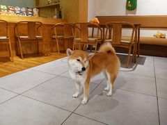 -柴务处·柴犬主题狗咖