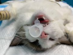 -爱诺耐芙动物医院(万博店)