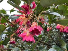 -梧桐山风景名胜区