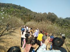 -南国桃园旅游度假区