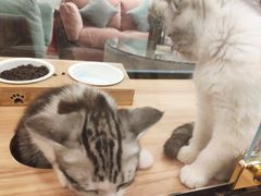 -袖虎·猫馆(体育西路店)
