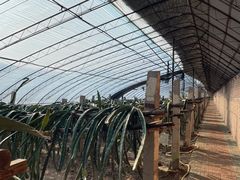 -呀路古热带植物园