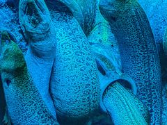 -太平洋海底世界