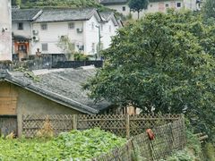 -雁南飞茶田景区