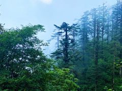 -瓦屋山景区