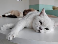 -怪兽屋·羊驼·猫咖·狗咖(俊华广场店)