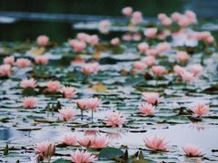 -白鹭湾湿地公园