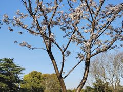 -上海滨江森林公园