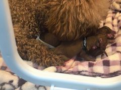 -嘉馨宠物医院·CT影像转诊·心脏科·犬猫全科诊疗中心(下沙大学城院区)