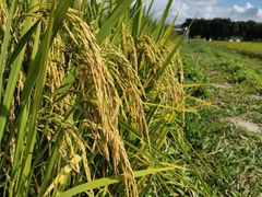 -光明小镇欢乐田园