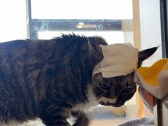 -北京派仕佳德动物医院·超导核磁·CT·神经科·骨科·内外科·急重症管理中心