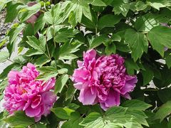 -莲花池公园