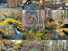 -五营红松林海景区