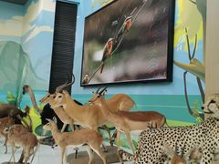 -陕西自然博物馆