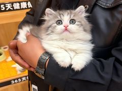 -欣宠猫屋·矮脚拿破仑·蓝金金渐层