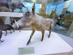 -国家自然博物馆