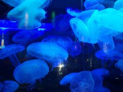 -太平洋海底世界