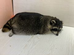 -浣熊柯尔鸭土拨鼠·电玩咖