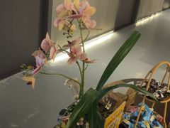 -施奈儿.洗头頭療.按摩SPA.采耳(上梅林店)