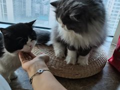 -Catmate·猫肥家润(金润铂宫店)