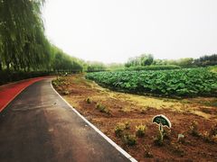 -大兴滨河森林公园