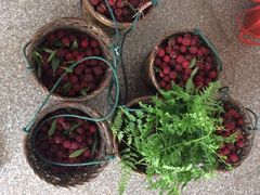 -西山樟坞健康果园枇杷杨梅采摘