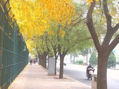 -三里屯东五街银杏大道