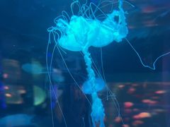 -左海海底世界