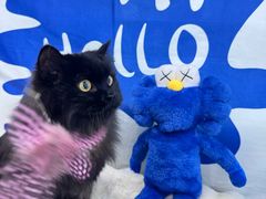 -爱洗澡的猫(望京店)