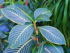 -北京植物园-展览温室