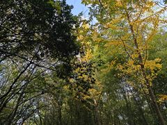 -穹窿山景区