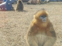 -大连森林动物园