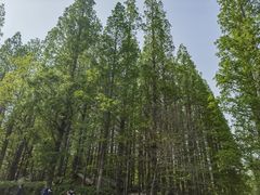 -日照海滨国家森林公园